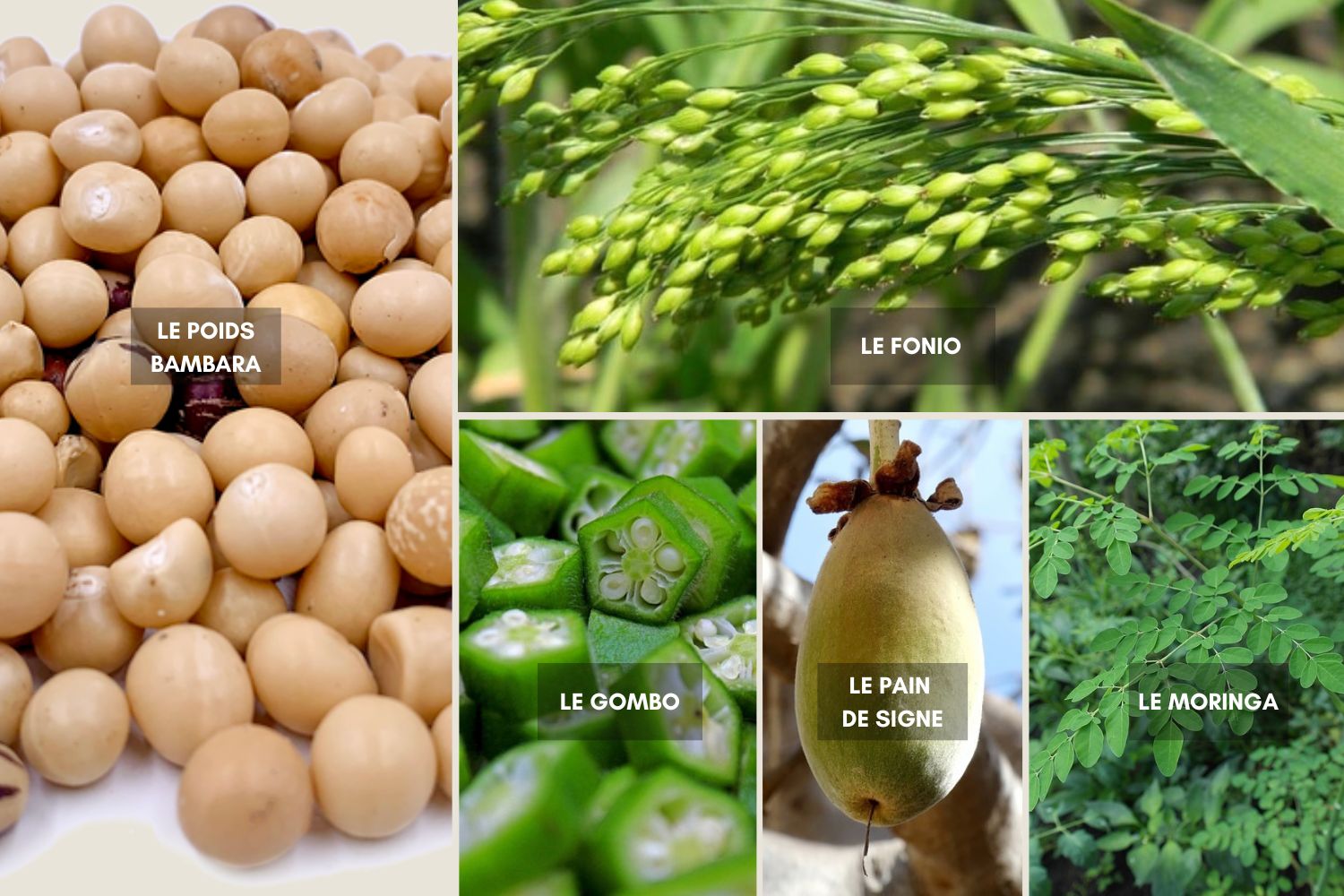 Aliments pour système immunitaire